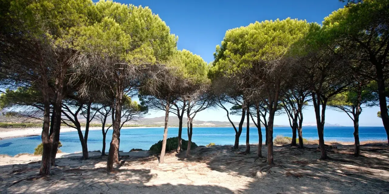 Ombra di pini sulla sabbia dorata, con il mare azzurro e la spiaggia Budoni sullo sfondo.