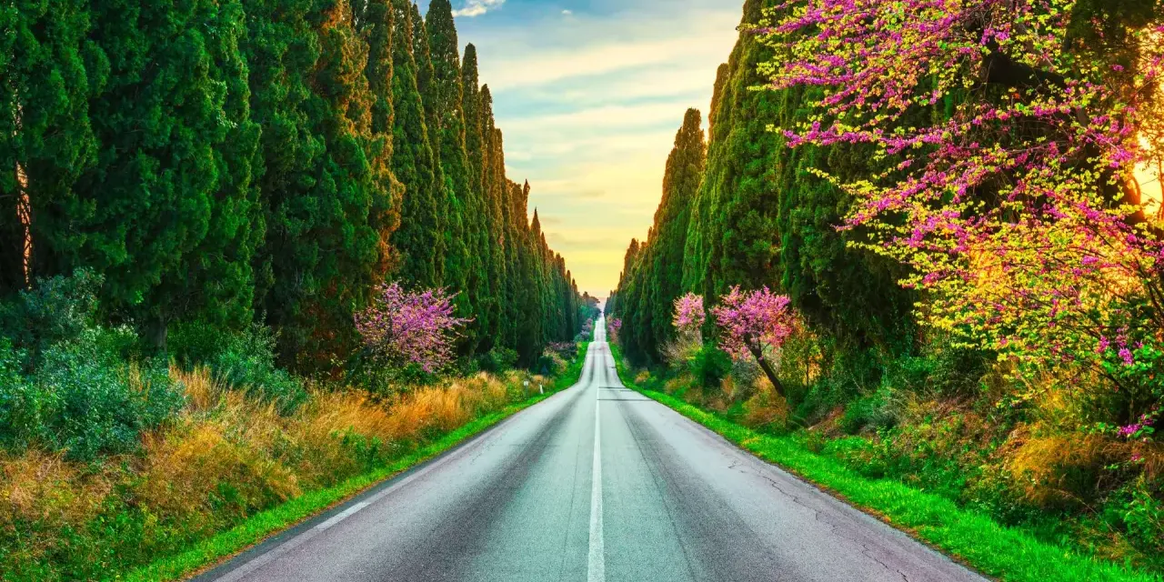 Viale di cipressi e alberi in fiore a Bolgheri, Toscana, al tramonto.
