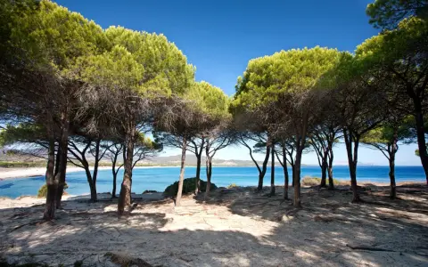 Ombra di pini sulla sabbia dorata, con il mare azzurro e la spiaggia Budoni sullo sfondo.