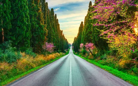 Viale di cipressi e alberi in fiore a Bolgheri, Toscana, al tramonto.