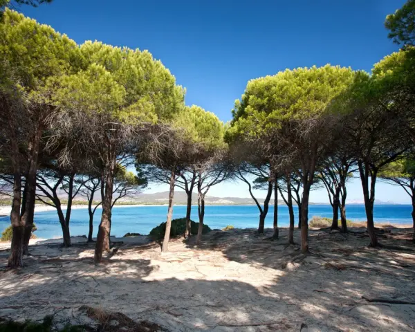 Ombra di pini sulla sabbia dorata, con il mare azzurro e la spiaggia Budoni sullo sfondo.