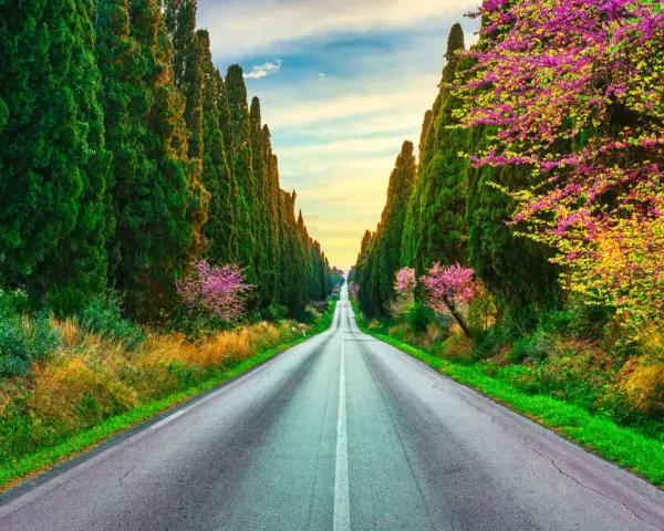 Viale di cipressi e alberi in fiore a Bolgheri, Toscana, al tramonto.