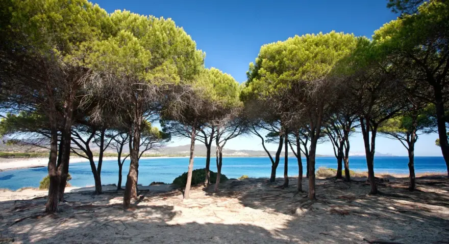 Ombra di pini sulla sabbia dorata, con il mare azzurro e la spiaggia Budoni sullo sfondo.