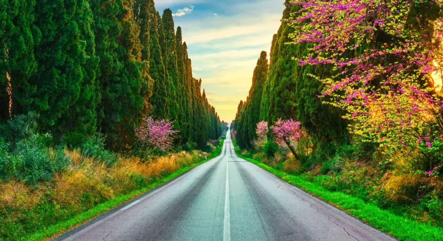 Viale di cipressi e alberi in fiore a Bolgheri, Toscana, al tramonto.