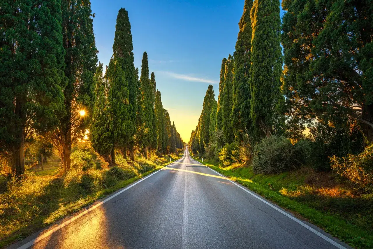 Strada panoramica tra i cipressi al tramonto, un'icona di Bolgheri, Toscana. La luce dorata illumina il viale.
