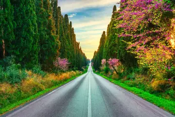Viale di cipressi e alberi in fiore a Bolgheri, Toscana, al tramonto.